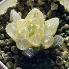 多肉植物　ハオルチア　赤線オブツーサ錦　透明窓