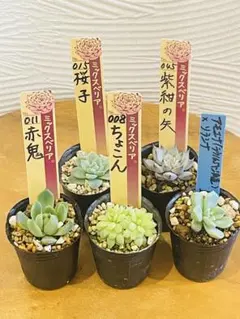 2025年最新】おらいさん苗 赤鬼の人気アイテム - メルカリ