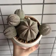ユーフォルビア ゲンコツホリダ 木質化+子株充実 | Mercari