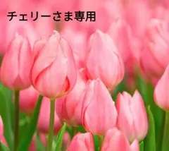 チェリーさま専用ページです。