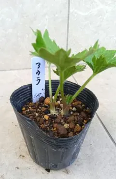 ラナンキュラスラックス テセウス キメラ 発芽苗 ラナンキュラスラックス テセウス キメラ 発芽苗 ラックス】 芽出し