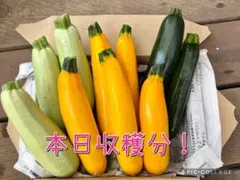 【栽培時農薬不使用】朝採れズッキーニのサムネイル