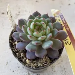 ビッグママ様 リクエスト 2点 まとめ商品