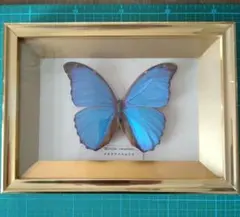 2026年最新】蝶 標本 モルフォの人気アイテム - メルカリ