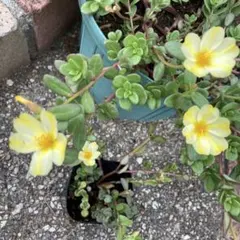 ◾️ポリポット丸ごと　発根苗 ポーチュラカ　黄色　ライン入り　カリシアレペンス