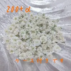 カスミソウ ドライフラワー かすみ草　ホワイト