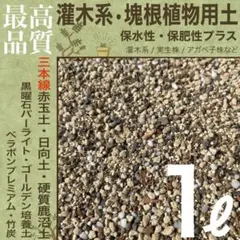 【三本線赤玉土使用】灌木系•塊根植物 コーデックス 用土 1㍑　パキプス 実生のサムネイル