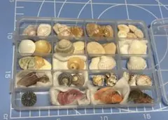 貝殻セット（ハンドメイド素材）　No.90