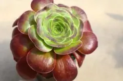 M*読様 168 オーロラ アエオニウム 多肉植物 抜き苗 - メルカリ