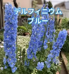 2026年最新】delphiniumの人気アイテム - メルカリ