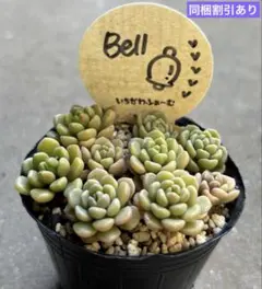 pink-rose様 リクエスト 2点 まとめ商品