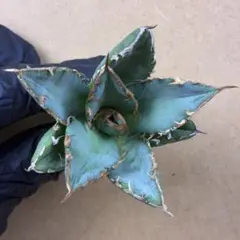 2025年最新】アガベレアの人気アイテム - メルカリ