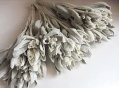 chichi様専用❣️ラムズイヤードライフラワー③