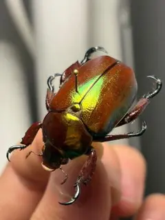 G*y様 未検品 昆虫標本 ブラジル産 コガネムシ標本 - メルカリ