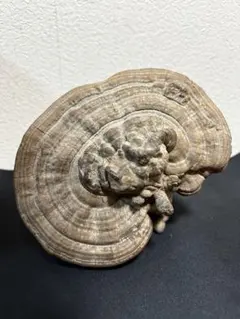 2025年最新】サルノコシカケ 置物の人気アイテム - メルカリ