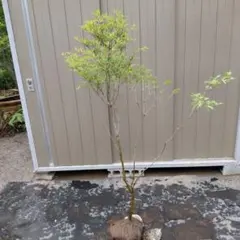超絶品。山採りドウダンツツジ1.8M(鉢底から) - メルカリ