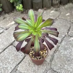 2025年最新】アエオニウムの人気アイテム - メルカリ