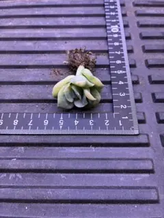 多肉植物 エケベリア ラブリーローズ錦 抜き苗　Cのサムネイル
