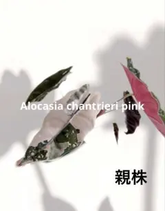 アロカシア シャントリエリ ピンク 斑入り 芋 ① - メルカリ