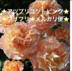 2025年最新】薔薇挿し木苗の人気アイテム - メルカリ