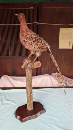 キジの剥製 木製台座付き - メルカリ