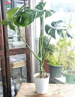 2025年最新】モンステラ根上がりの人気アイテム - メルカリ