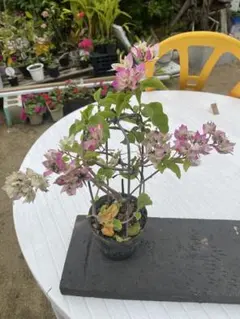 2026年最新】ブーゲンビリア 苗の人気アイテム - メルカリ