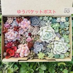 ✾55ちまちま寄せ植え　カット苗　多肉植物　寄せ植えセット　詰め合わせ