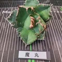 かずや様 リクエスト 2点 まとめ商品