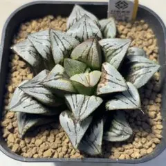 多肉植物 ハオルチア 裏般若錦♀x水晶コンプト101錦♂ 種子10粒 令和8
