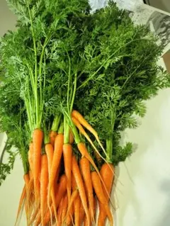 Item thumbnail for item 52a9f53d-9df6-4674-99a6-3046705872f5