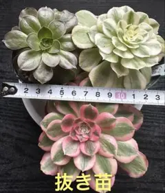 TERU様 リクエスト 2点 まとめ商品