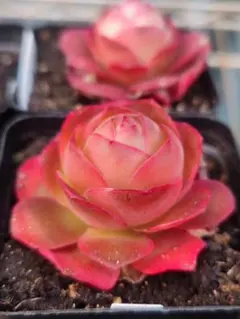 SALE❣️レア品種　多肉植物　グリーノビア　レッドパルマ　1株