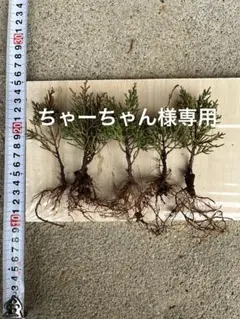 糸魚川真柏 ちゃーちゃん様専用