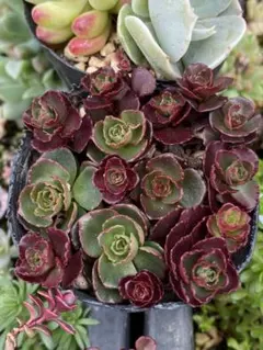 多肉植物ドラゴンズブラッドカット苗6㎝ポット