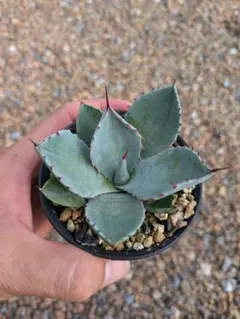 2025年最新】アガベ パリー トランカータの人気アイテム - メルカリ