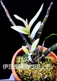 陽春の緑 セッコク 石斛 長生蘭 山野草 富貴蘭 フウラン