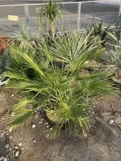 チャメロプス D フミリス 国内実生 鉢ごと発送観葉植物 ドライガーデン