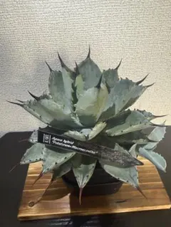 アガベ 笹之雪×ハデス 笹の雪×黑帝斯 ハイブリッドhybrid agave - メルカリ