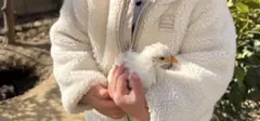 平飼い烏骨鶏　有精卵　食用卵　6個のサムネイル