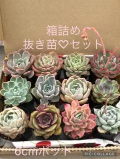 多肉植物 つぶつぶ屋さん♡小苗セット - メルカリ