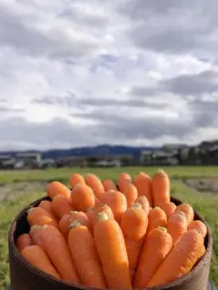 徳島県産　訳ありにんじん3kg　農薬不使用のサムネイル