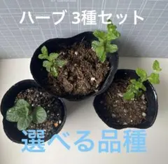ハーブ3種セット 匿名発送のサムネイル
