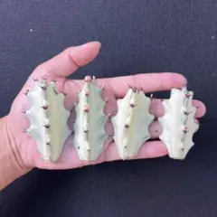 2025年最新】ユーフォルビアホワイトゴーストの人気アイテム - メルカリ