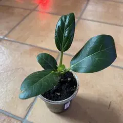 2026年最新】ベンガレンシスの人気アイテム - メルカリ