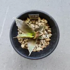 2026年最新】レッドキャットウィーズルの人気アイテム - メルカリ