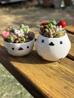 ＊多肉植物＊寄せ植え＊ころころシマエナガ＊そのまま飾れる【2個セット】