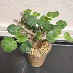 ピンク斑入り｜ベゴニア ソリ ムタータ｜親株サイズ - メルカリ