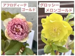 りえ様 リクエスト 2点 まとめ商品 - メルカリ