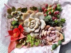 2026年最新】多肉植物エケベリア寄せ植えセット多肉弁当の人気アイテム